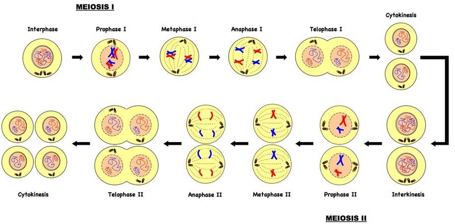 Meiosis Introduction To Biology The Cell Cycle